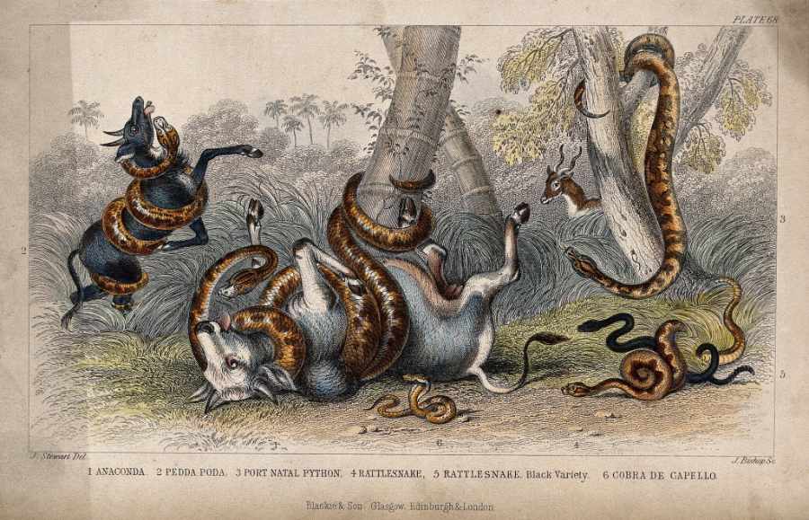 Image of Boiuna