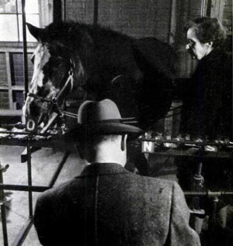 Image of Lady Wonder (Horse)
