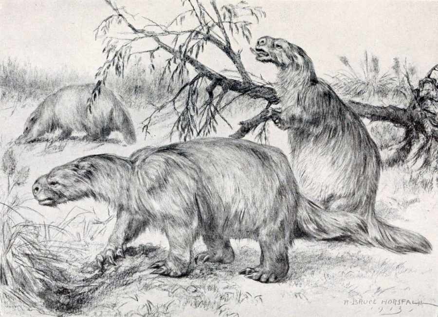 Image of Mapinguari