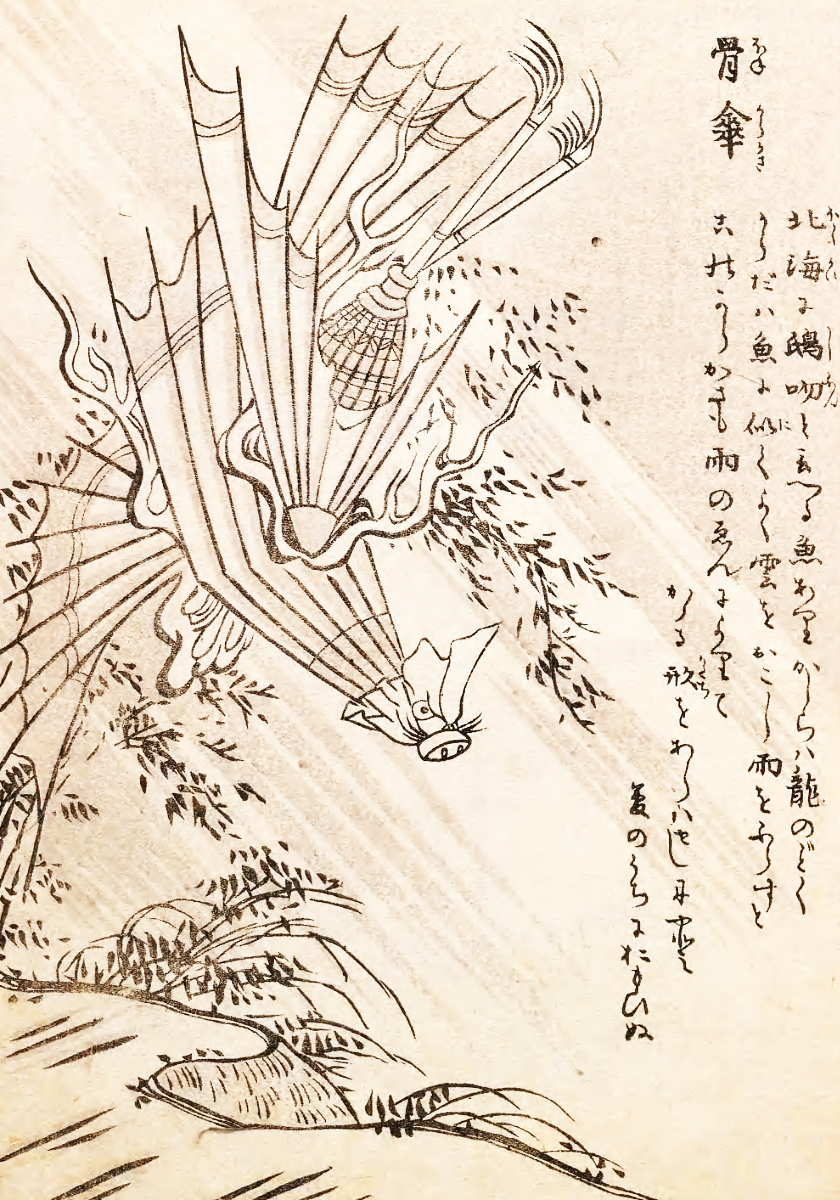 Image of Hone karakasa